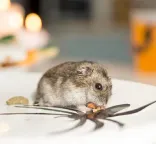 Hamster eating on plate