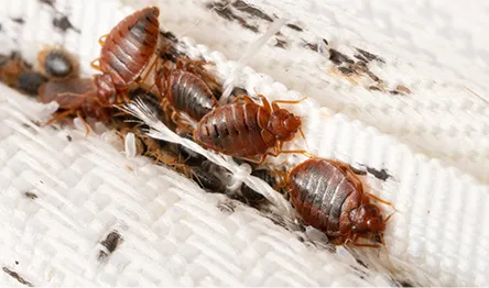 Bed bugs on mattress