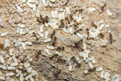 Ant Control in Fort Lauderdale, FL